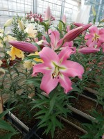 [5645 VH75 No01.JPG]